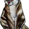 cg - scottish fold cat