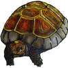 cg - tortoise