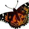 cg - painted lady butterfly